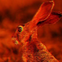 Jackrabbit Hare