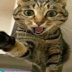 piterwariaciee