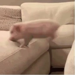 TehPig