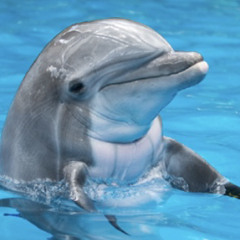 crazy dolphin