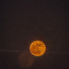 mxwolfdx