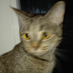 arina_0006789