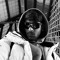 poproy_suman