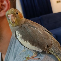Mamadawz