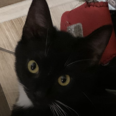 Black Cat