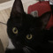 Black Cat