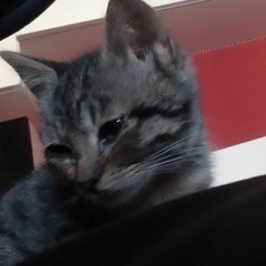 Grash