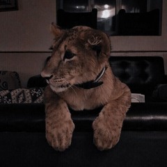 Ｂｕ３．ａｎｉｍ