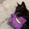 Kitty.pokemon