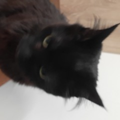 GrungGobble