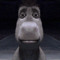 dhroob