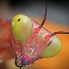 PINKPEBBLE