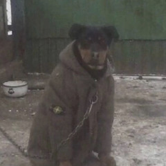 Jony