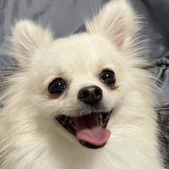 cc