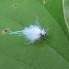 Aphidan