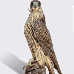8cbl