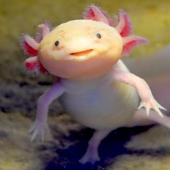 Axolotl