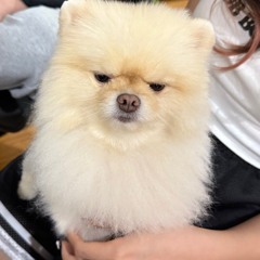 meo