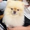 meo