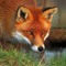 The Spiritual Autumn Rockstar Fox
