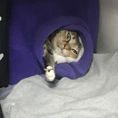 NINI_s
