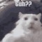 TheCalmCat
