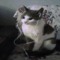 mahdy