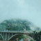 cajuero