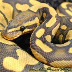 Python