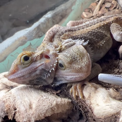 matas