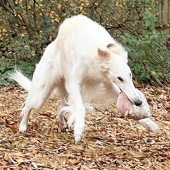 dogwatcher