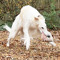 dogwatcher