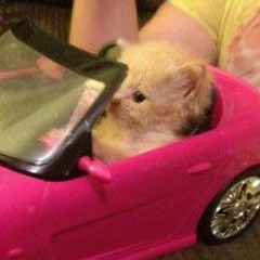 кица