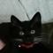 bruh cat