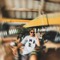 🦋LII_CICIKO D🦋