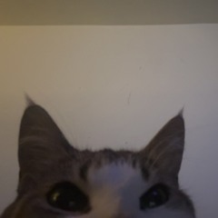 zxotial