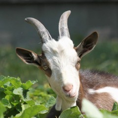 I'm a goat