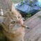 DIXI