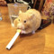 tabby
