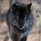 Wolf-br