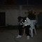 Habib