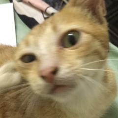 ThanhThanhdepchais1tg