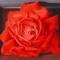 Reem alkhairat