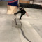 Dillon Jennings