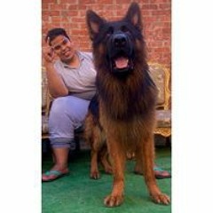 Mohamed Refaat Farkha