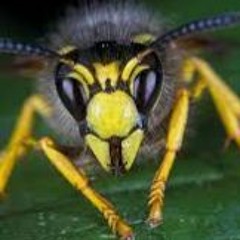 A very rude wasp