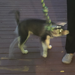 huskeyo :p