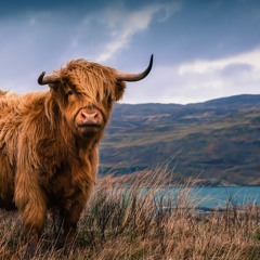 Добро Јутро