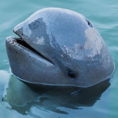 マキ