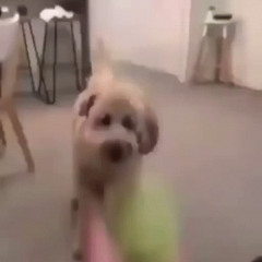 AlexDog Doggo